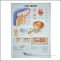 3D Medial Chart, Human Anatomy Body Organ Profile Chart, pharmacy 3D Poster